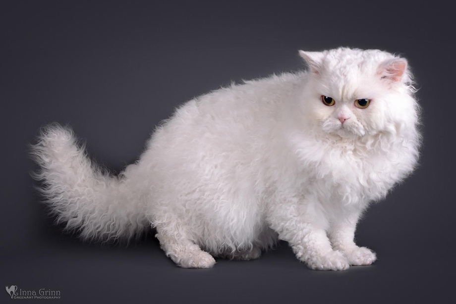 Кошка Селкирк рекс