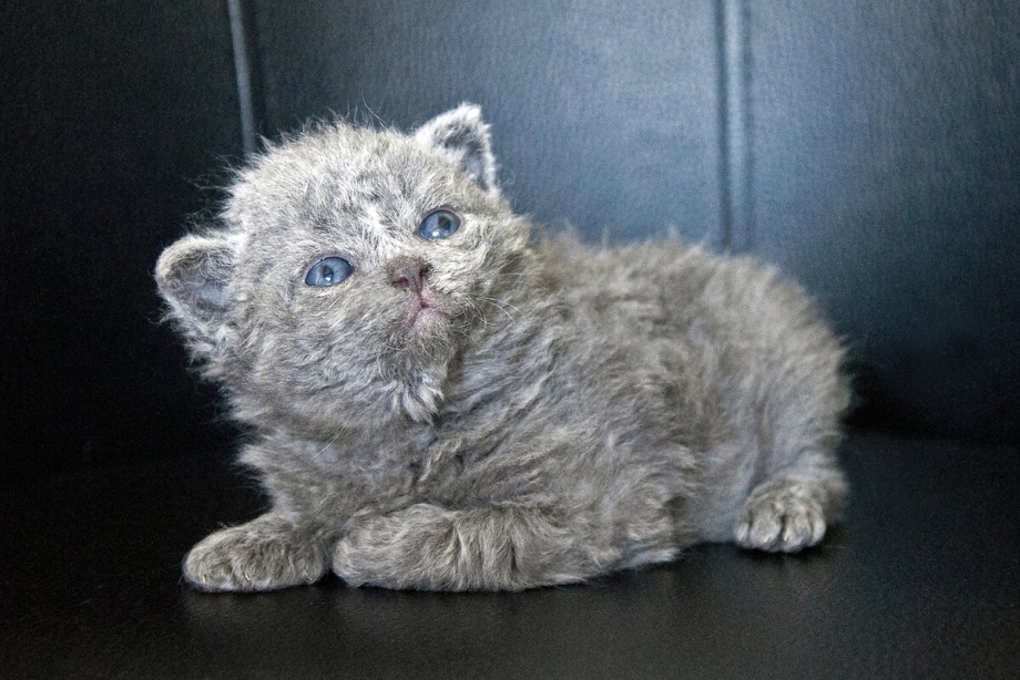 Кошки породы рекс Селкирк котята