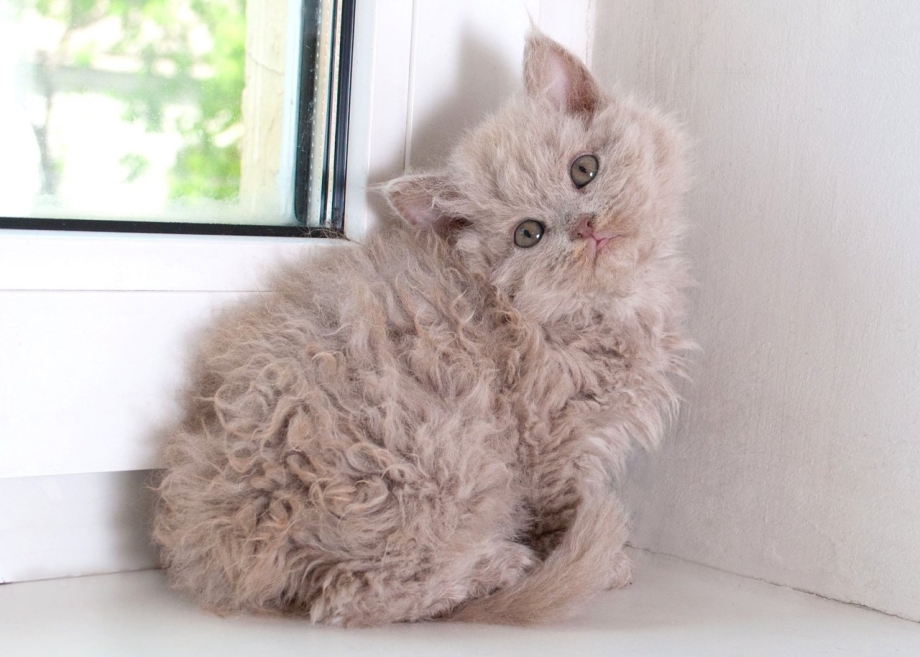 Кошка Силкин рекс