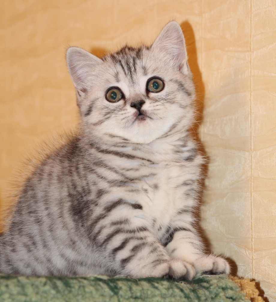 Шотландская кошка прямоухая страйт