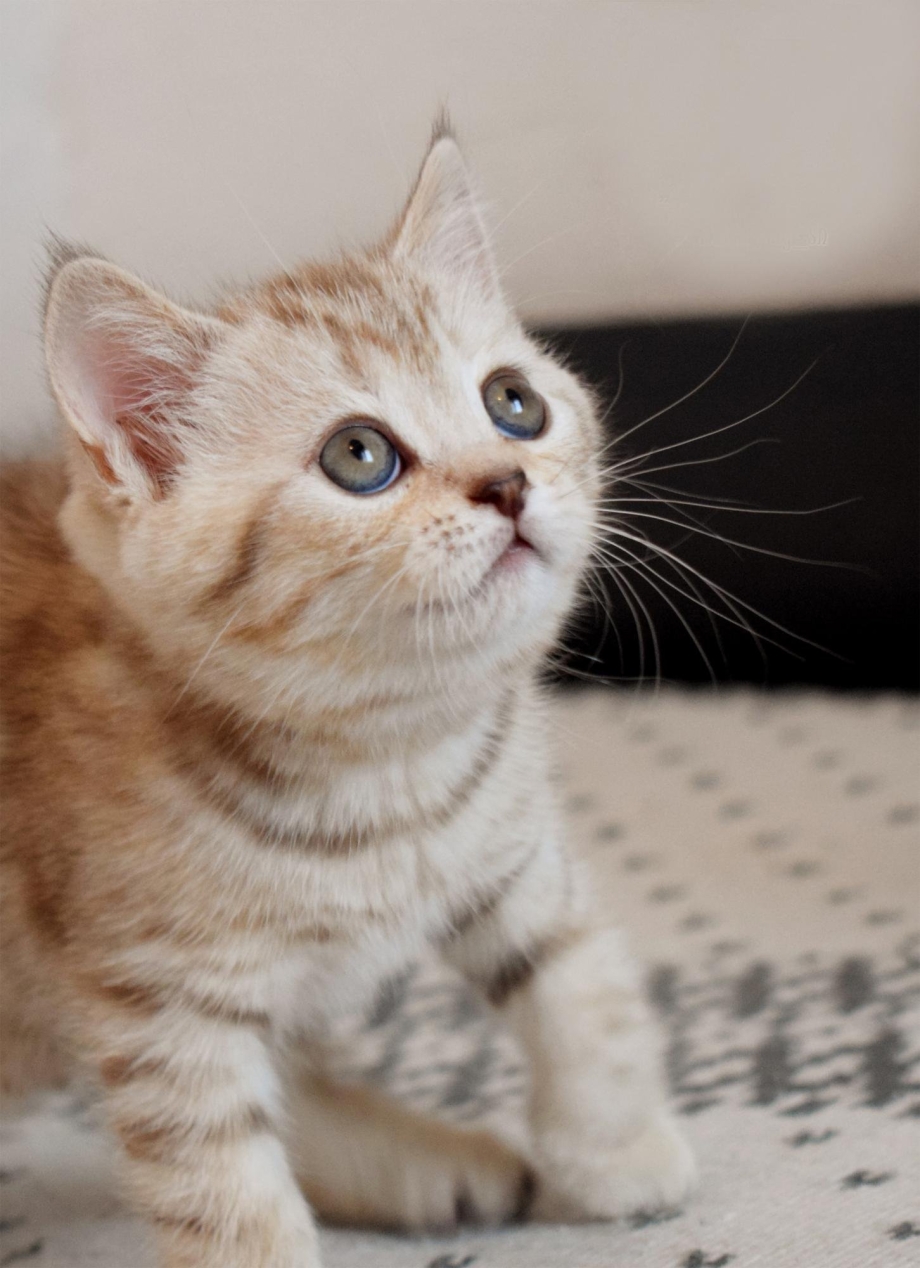 Шотландская кошка страйт