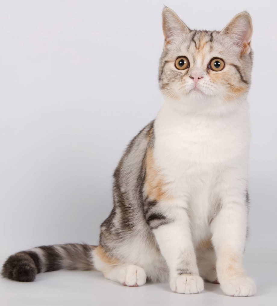 Шотландская скоттиш скоттиш страйт