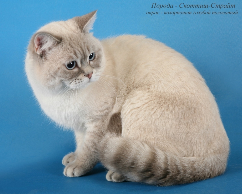 Скоттиш-страйт Шотландская прямоухая