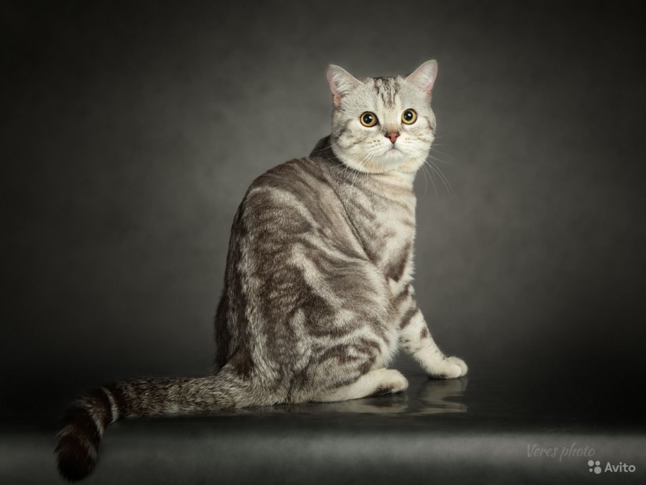 Шотландский скоттиш страйт