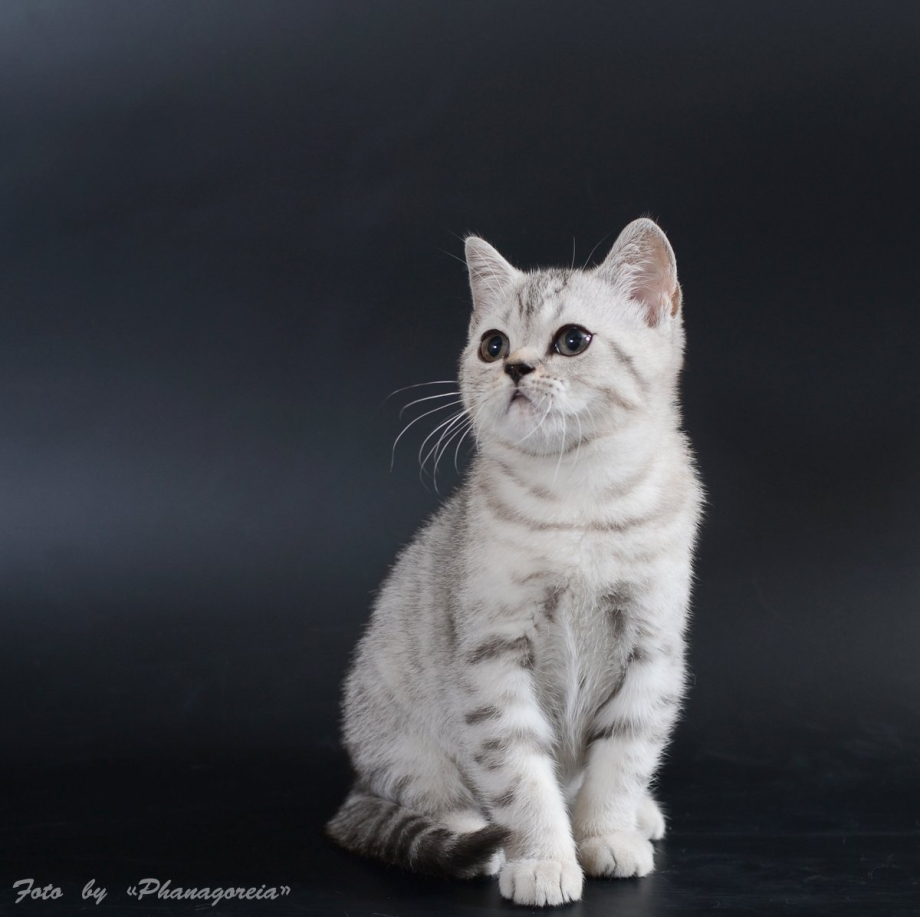 Шотландская кошка прямоухая