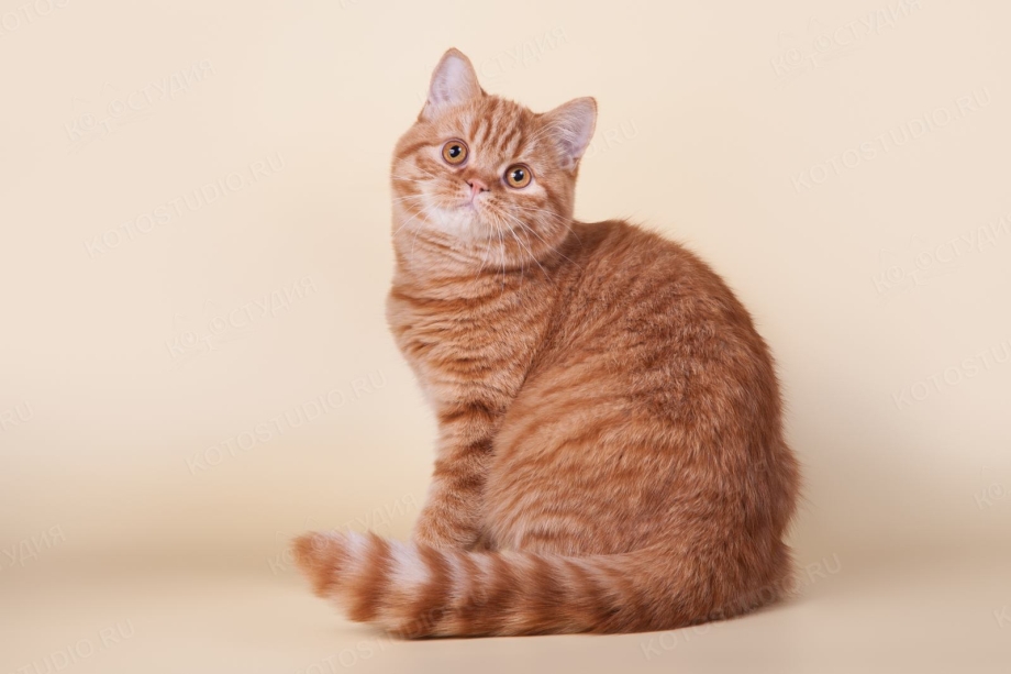 Шотландская кошка прямоухая