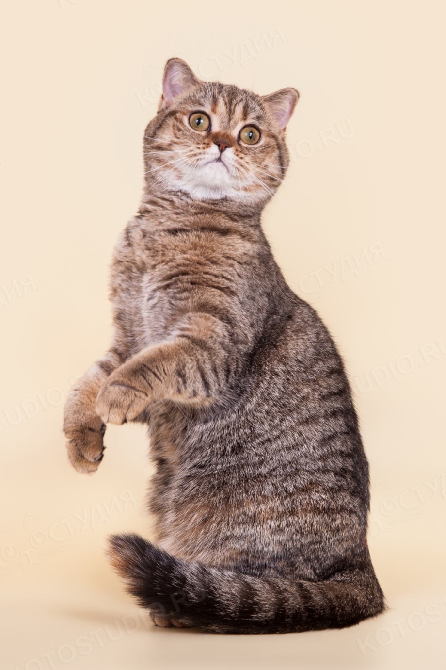 Шотландский скоттиш страйт белый