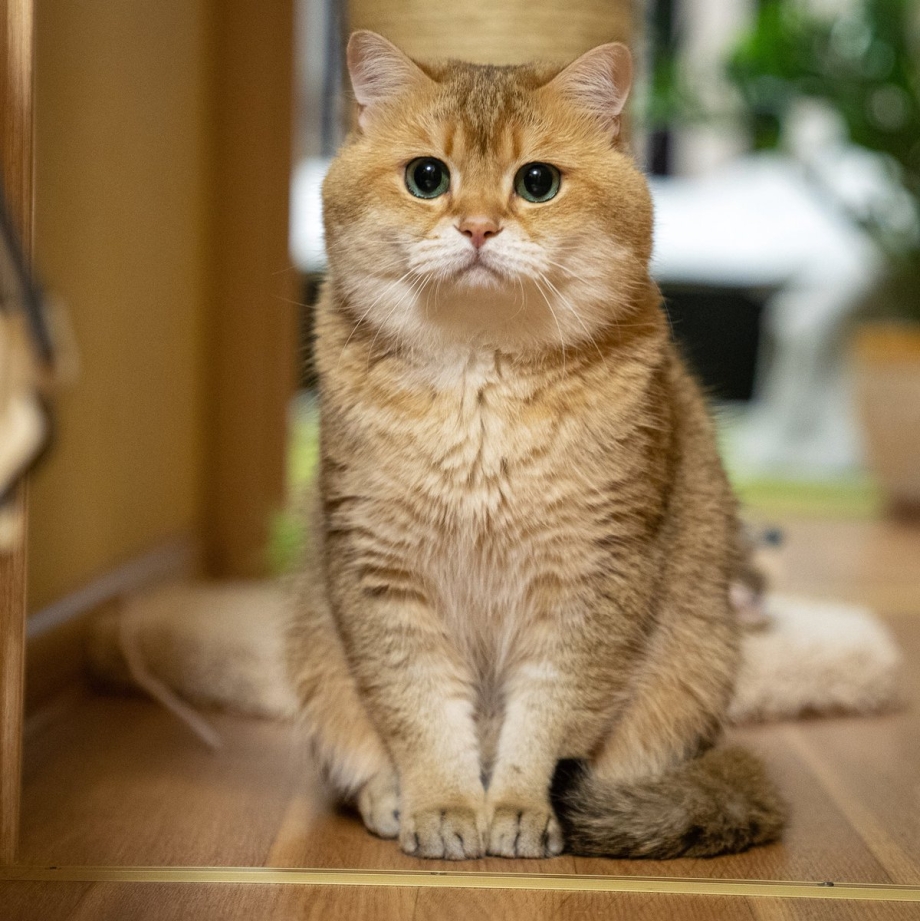 Шотландский скотчштрайд