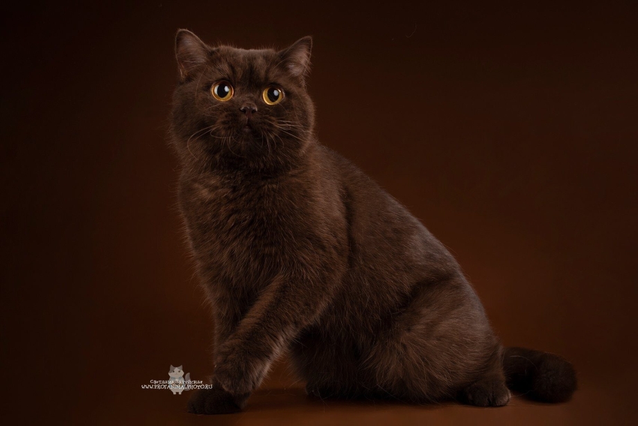 Коричневый котенок
