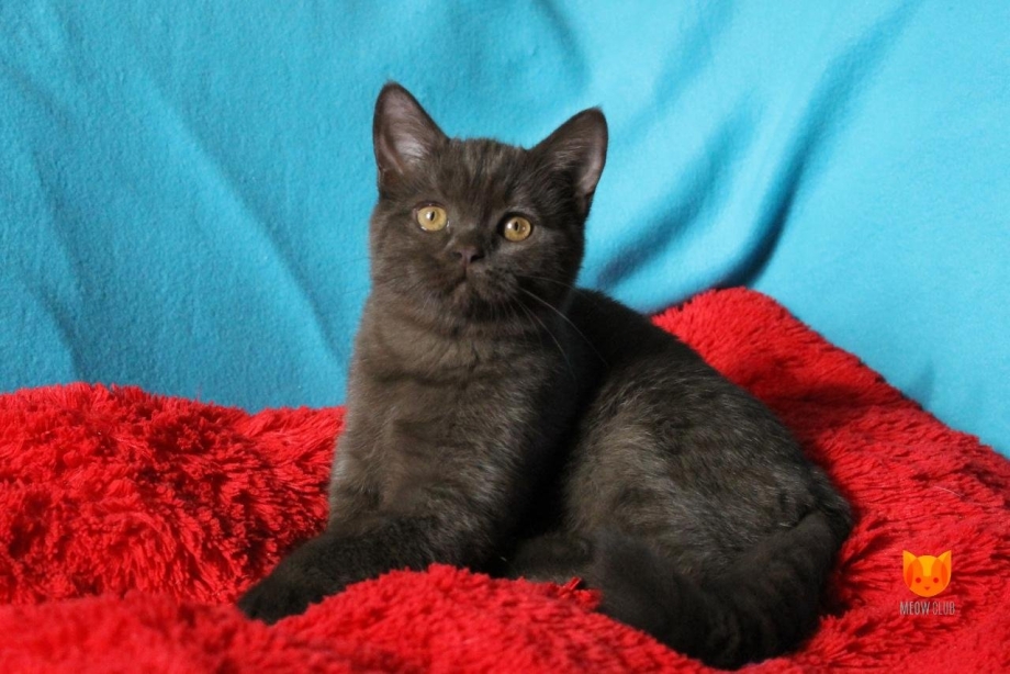 Шотландская кошка прямоухая