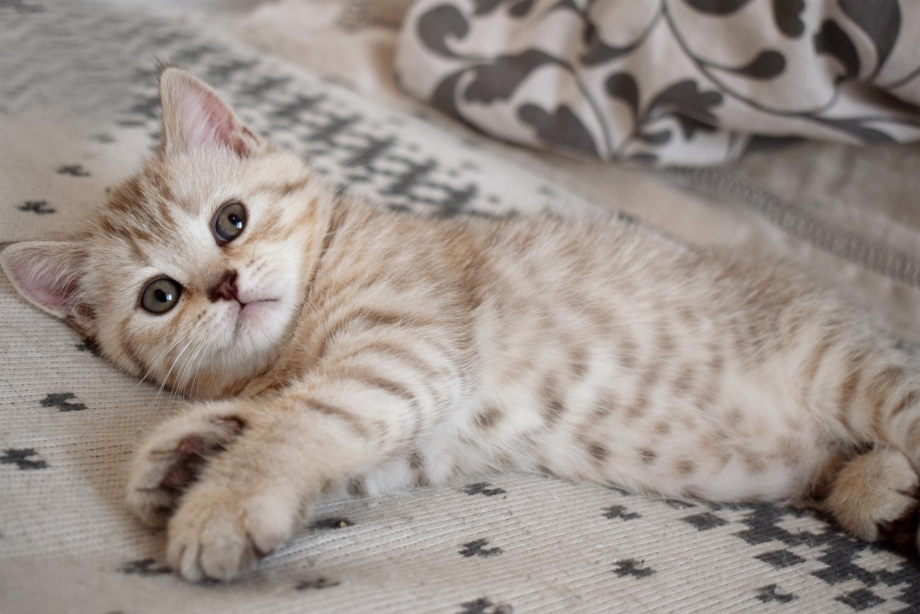 Шотландский кот скоттиш страйт