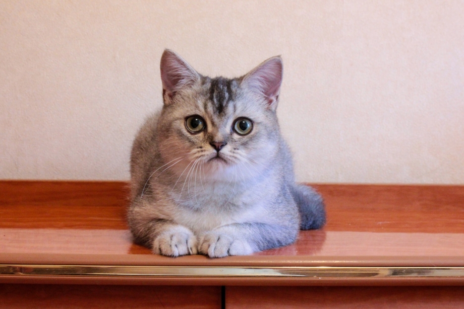 Хайленд Шотландская кошка