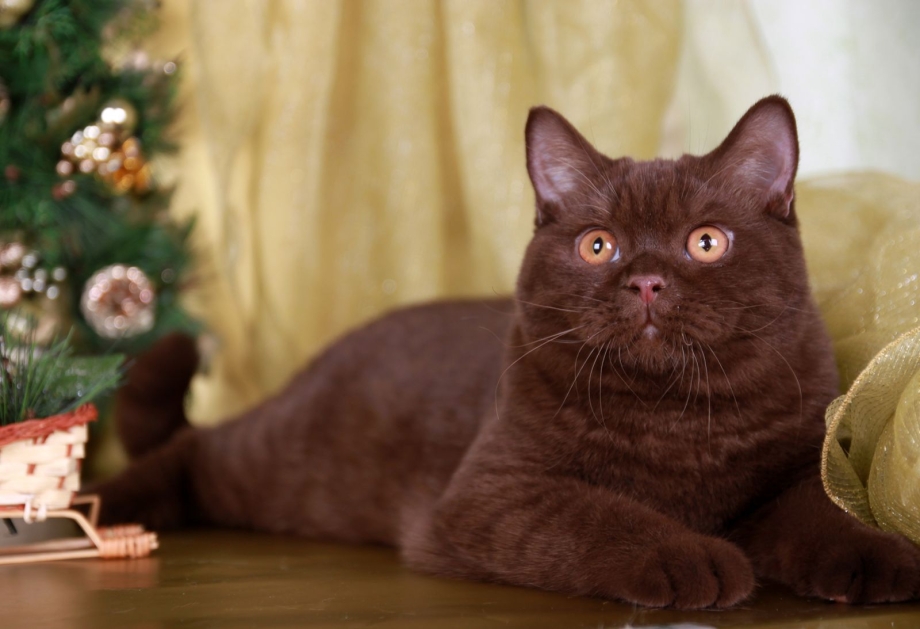 Шоколадные коты