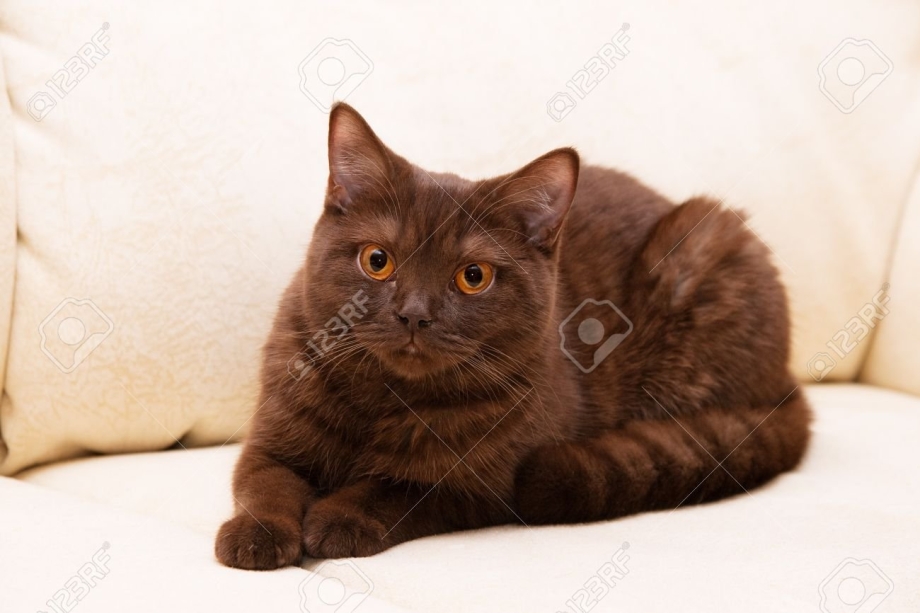 Британский чёрный шоколад котёнок