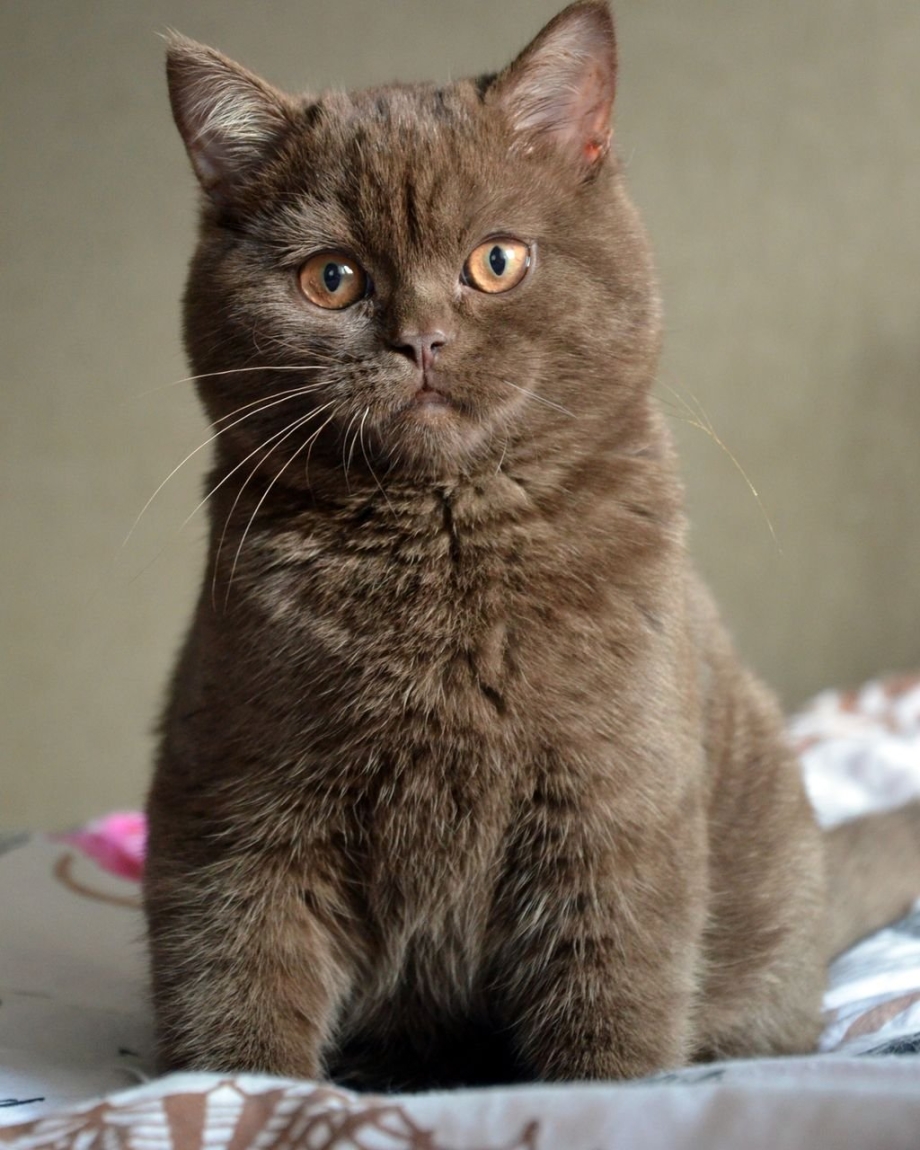 Британский кот шоколадный
