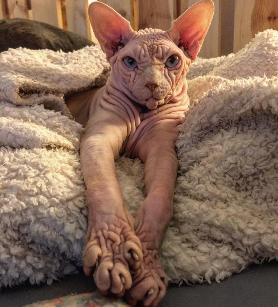 Самый страшный кот