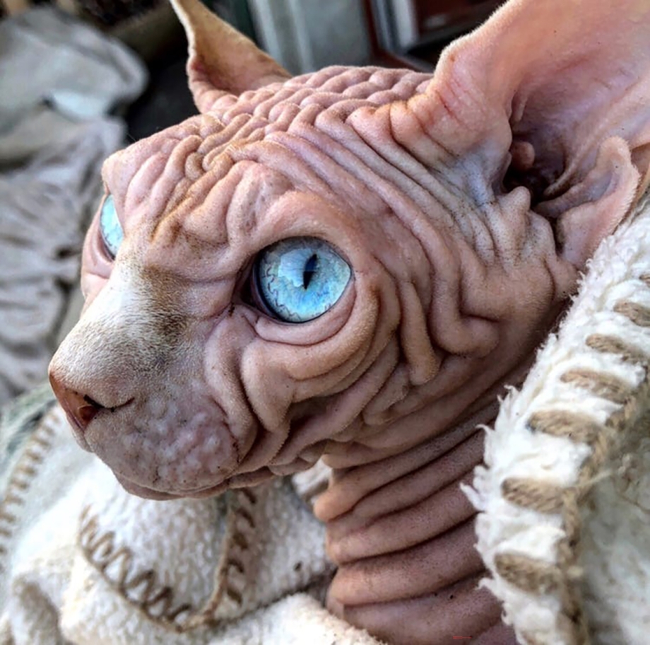 Сфинкс кохона