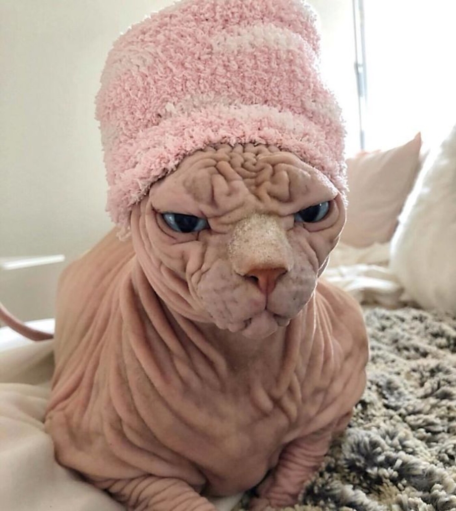 Сфинкс кошка морщинистая