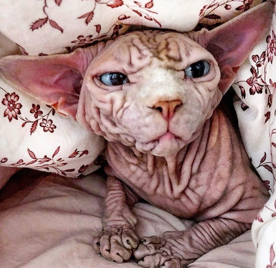Самый страшный кот в мире