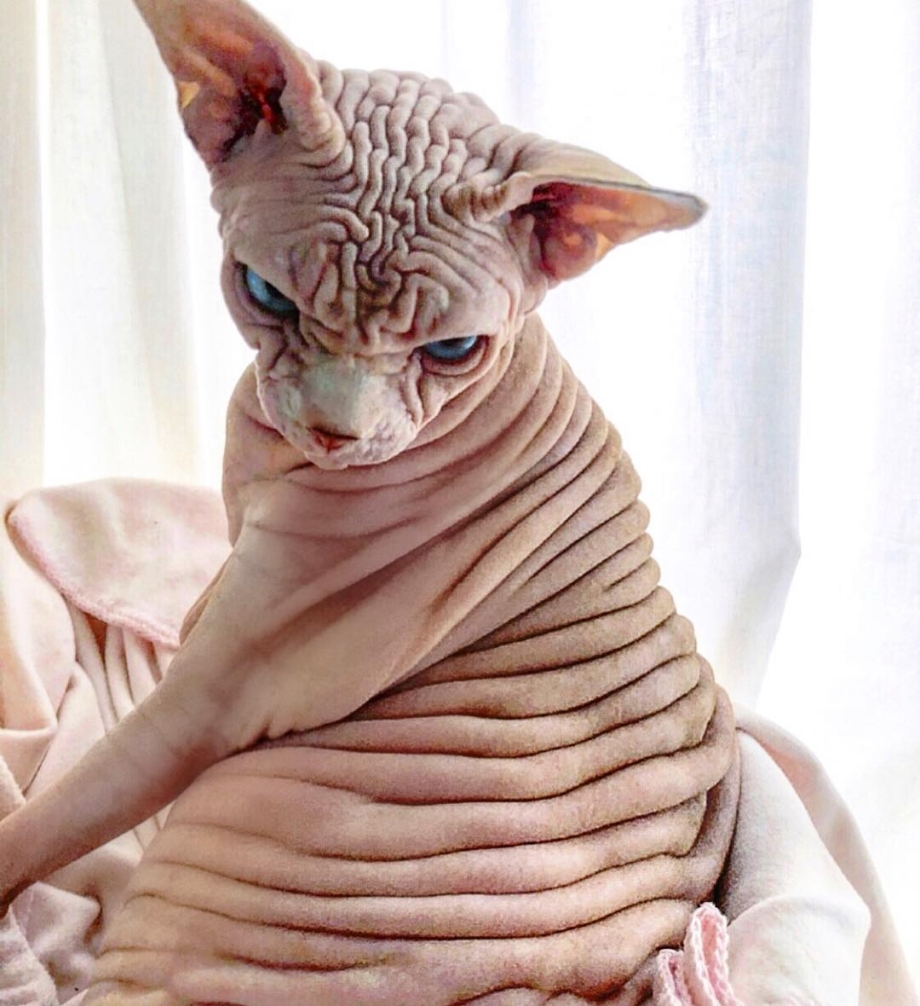 Сфинкс кошка морщинистая