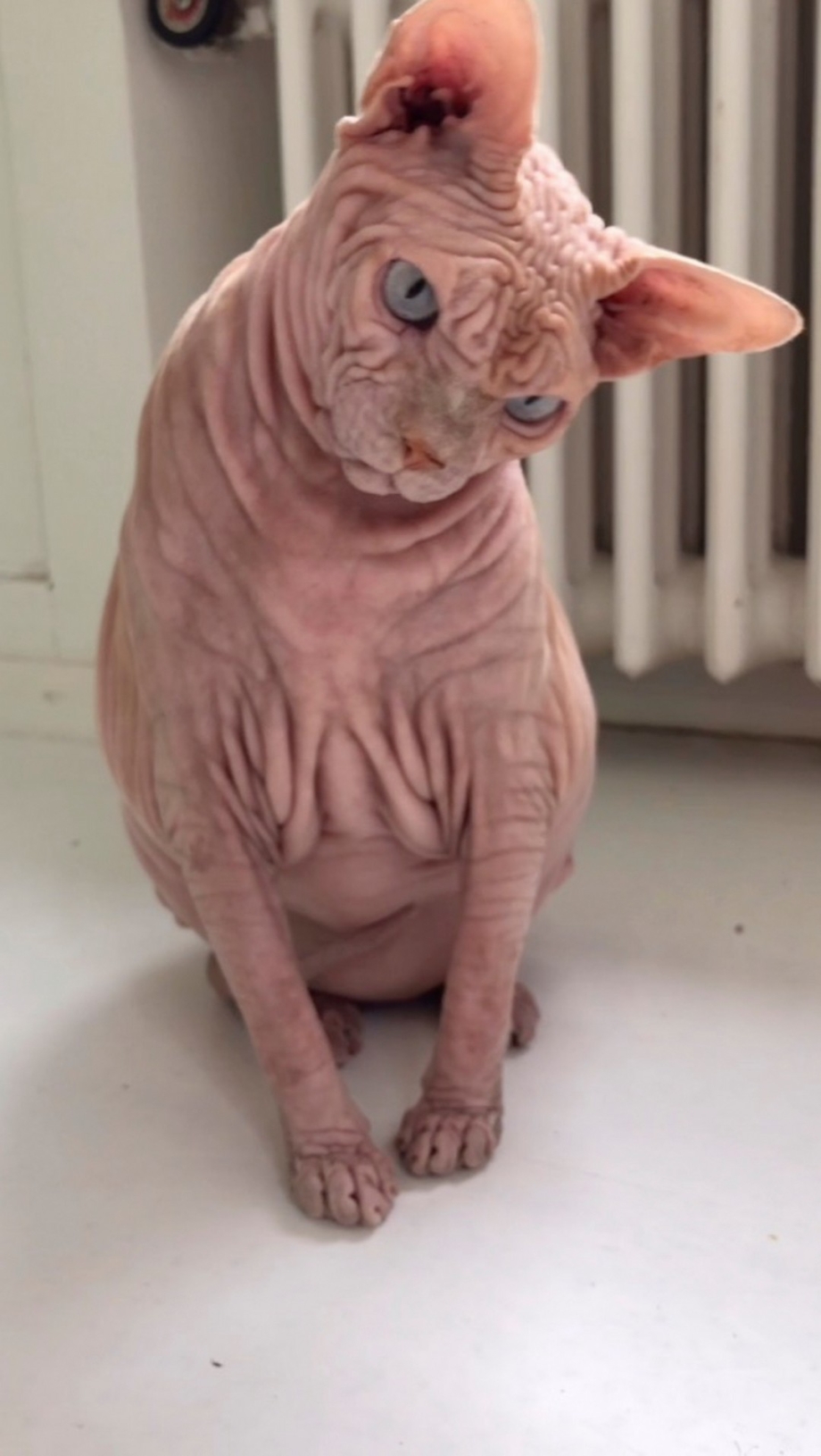 Сфинкс кошка морщинистая