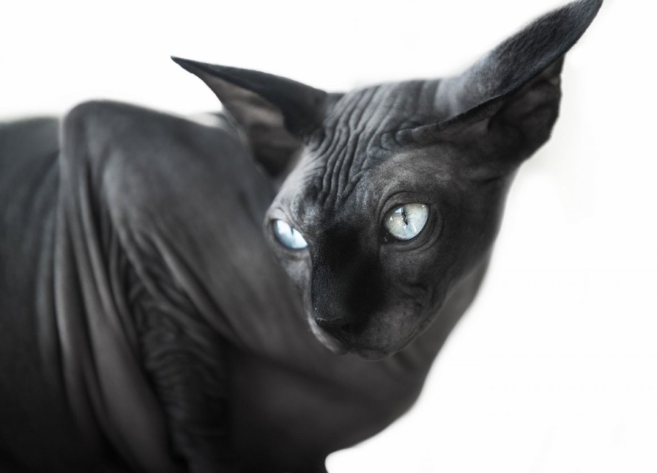 Чёрный сфинкс кошка