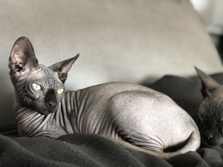 Сфинкс кошка
