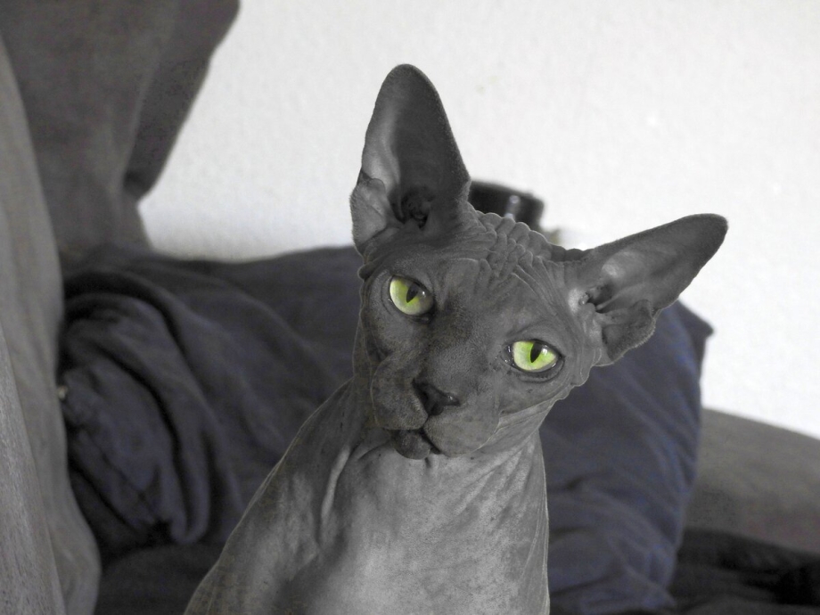 Сфинкс кот