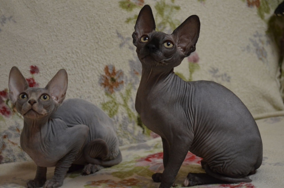 Сфинксы кот и кошка