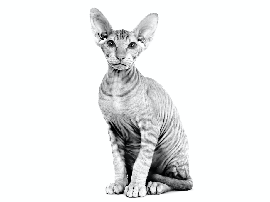 Мексиканская бесшерстная кошка