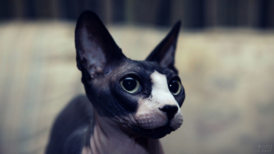 Сфинкс кошка чёрный с белым