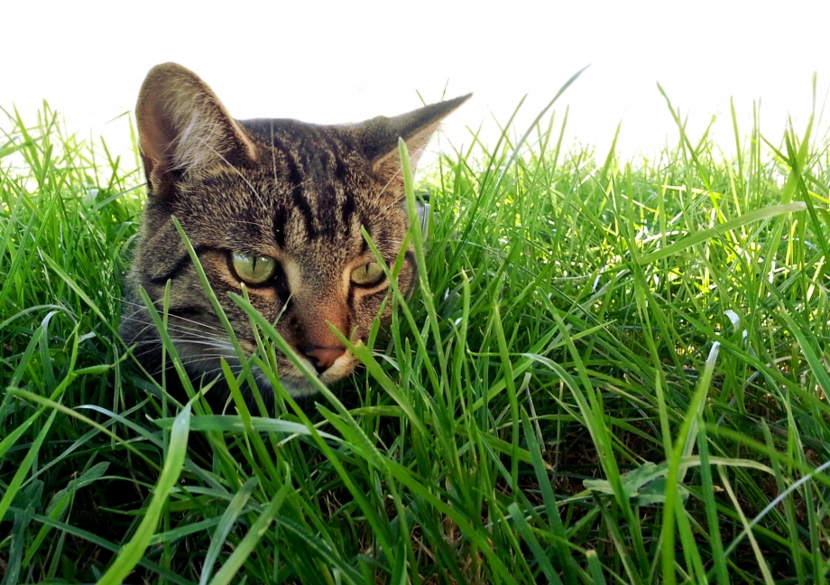 Котик в траве