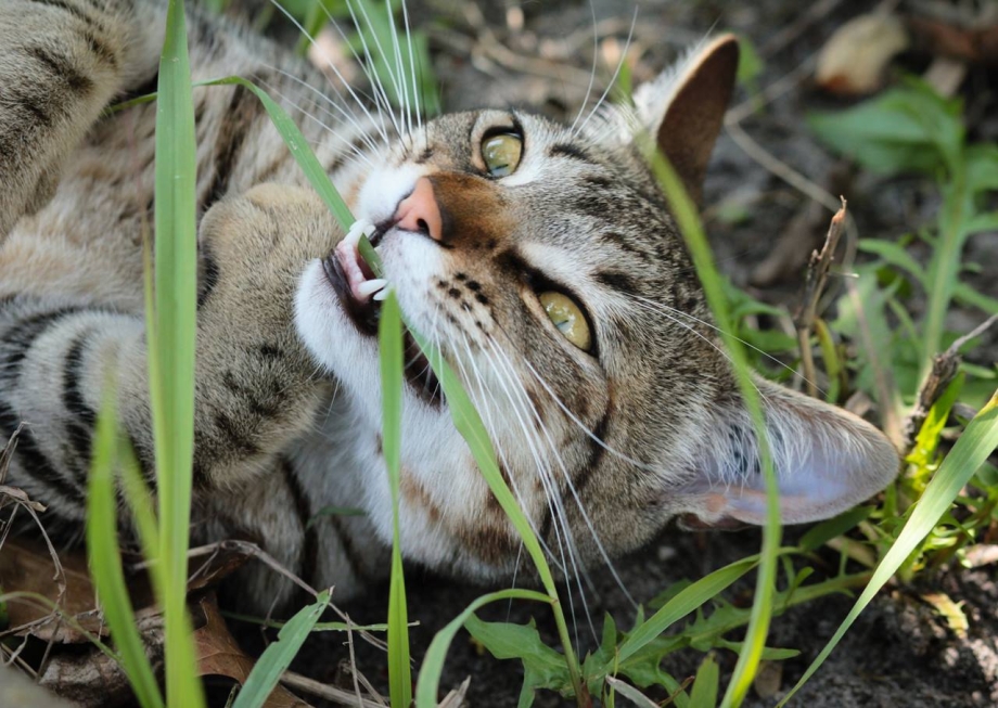 Коты едят траву