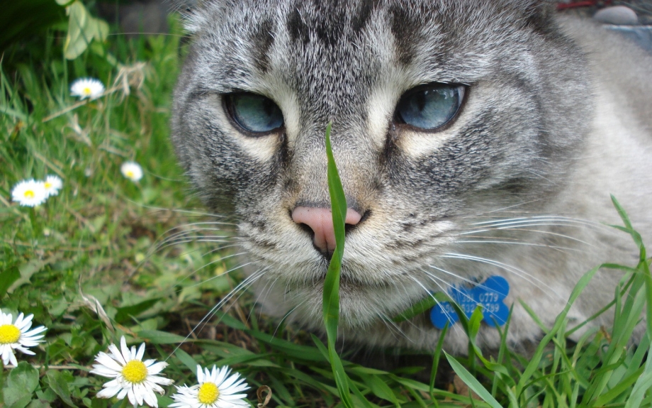 Кошка ест ромашку