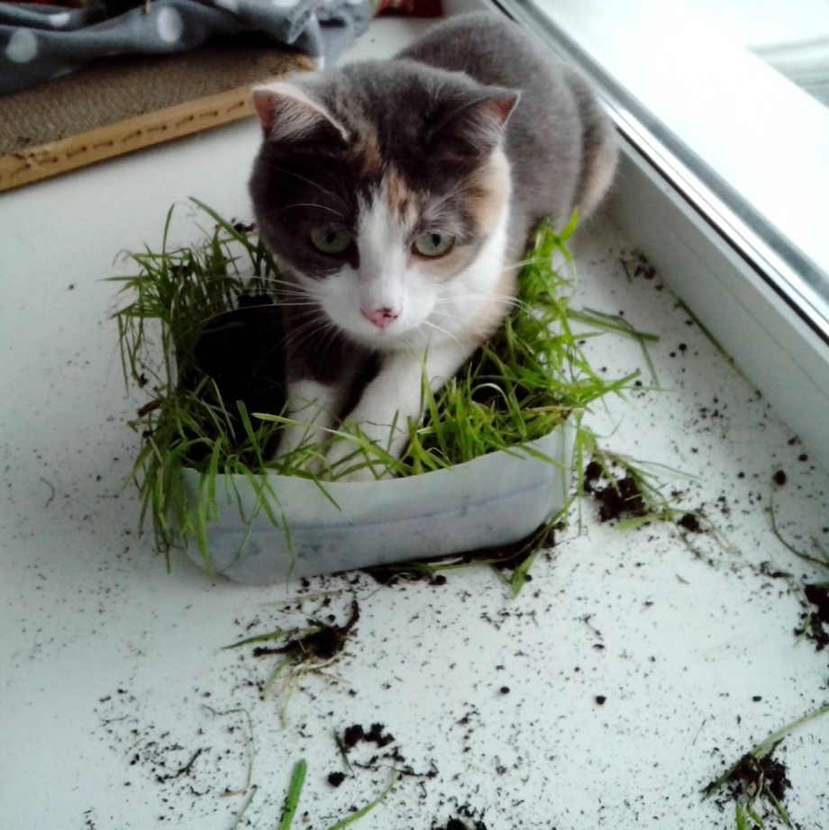 Кот в рассаде