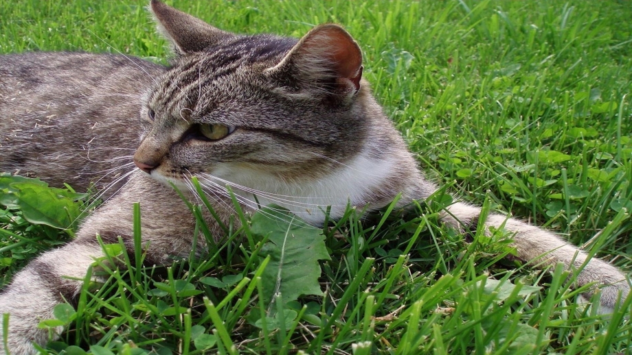 Котик в траве