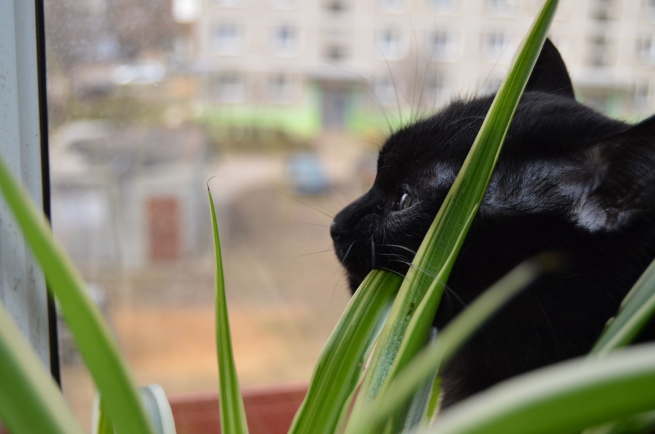 Кот жует траву