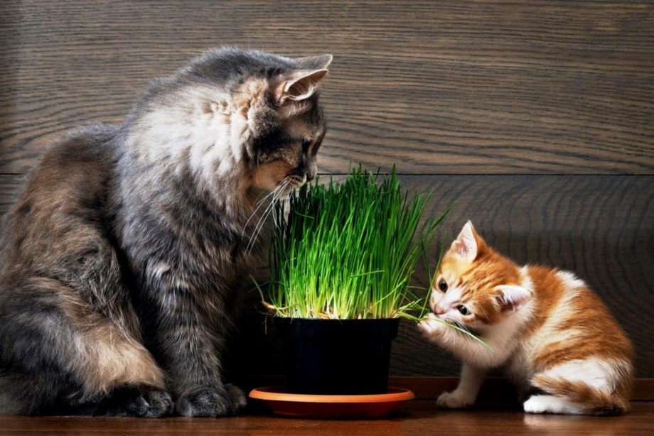 Овес для котов