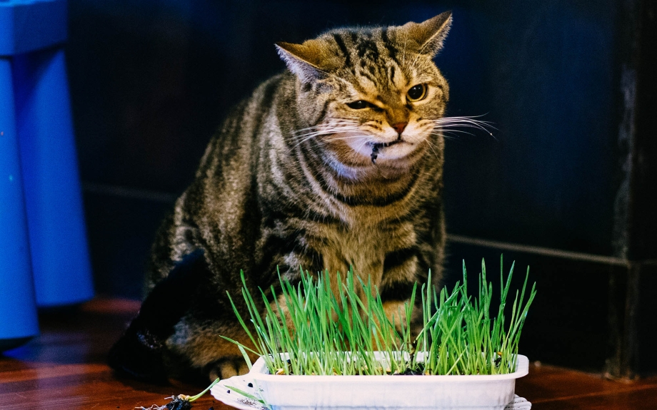 Кот ест