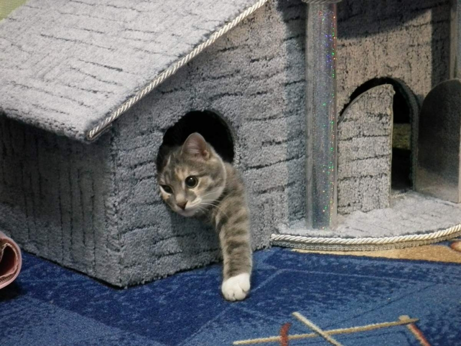 Домик для кошек