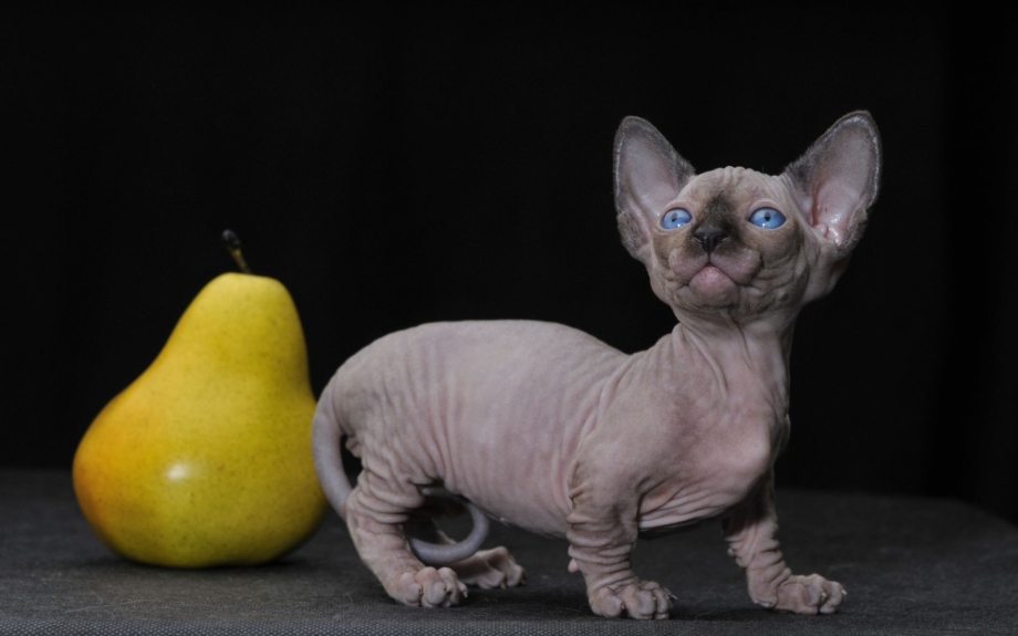 Кошки сфинксы Бамбино
