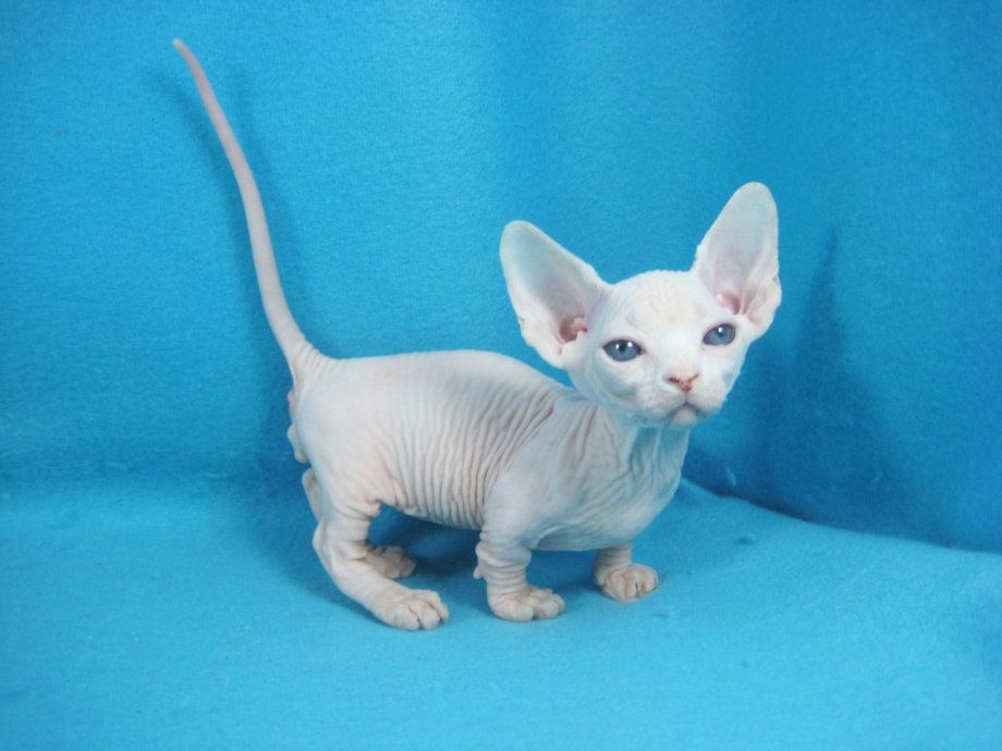 Кошки сфинксы Бамбино