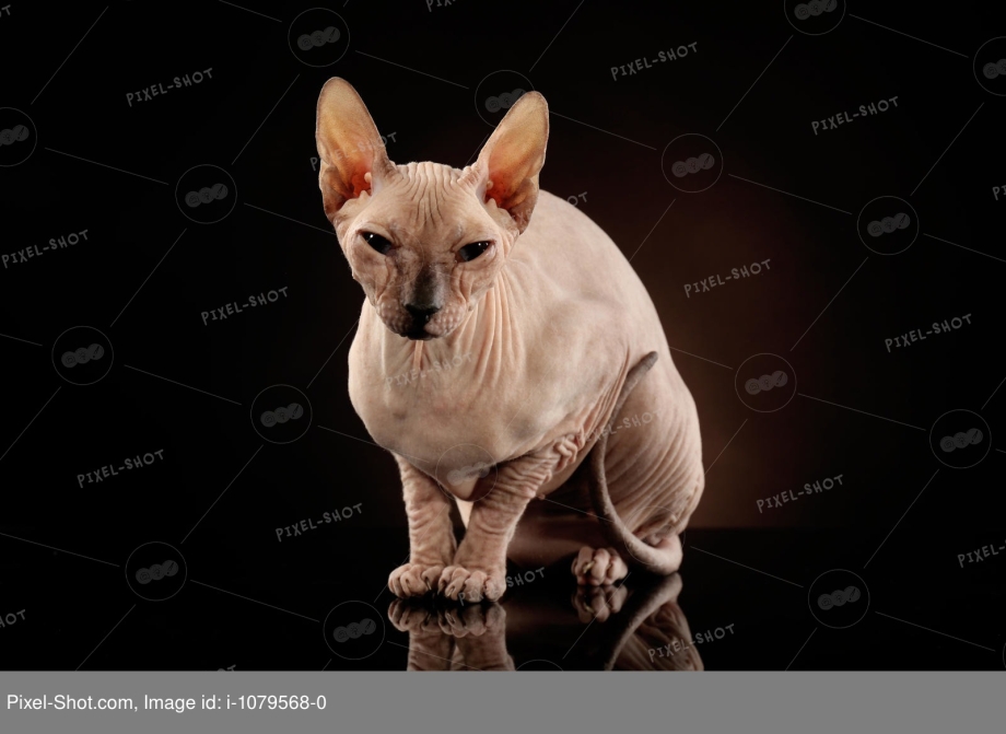 Sphynx Cat Dark