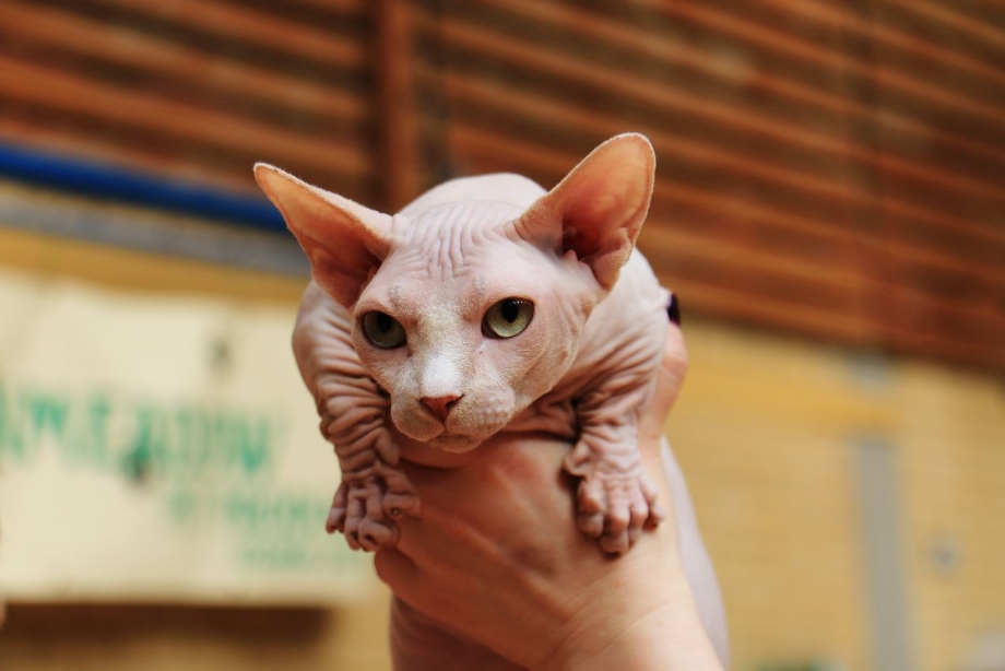 Коротколапый сфинкс Бамбино
