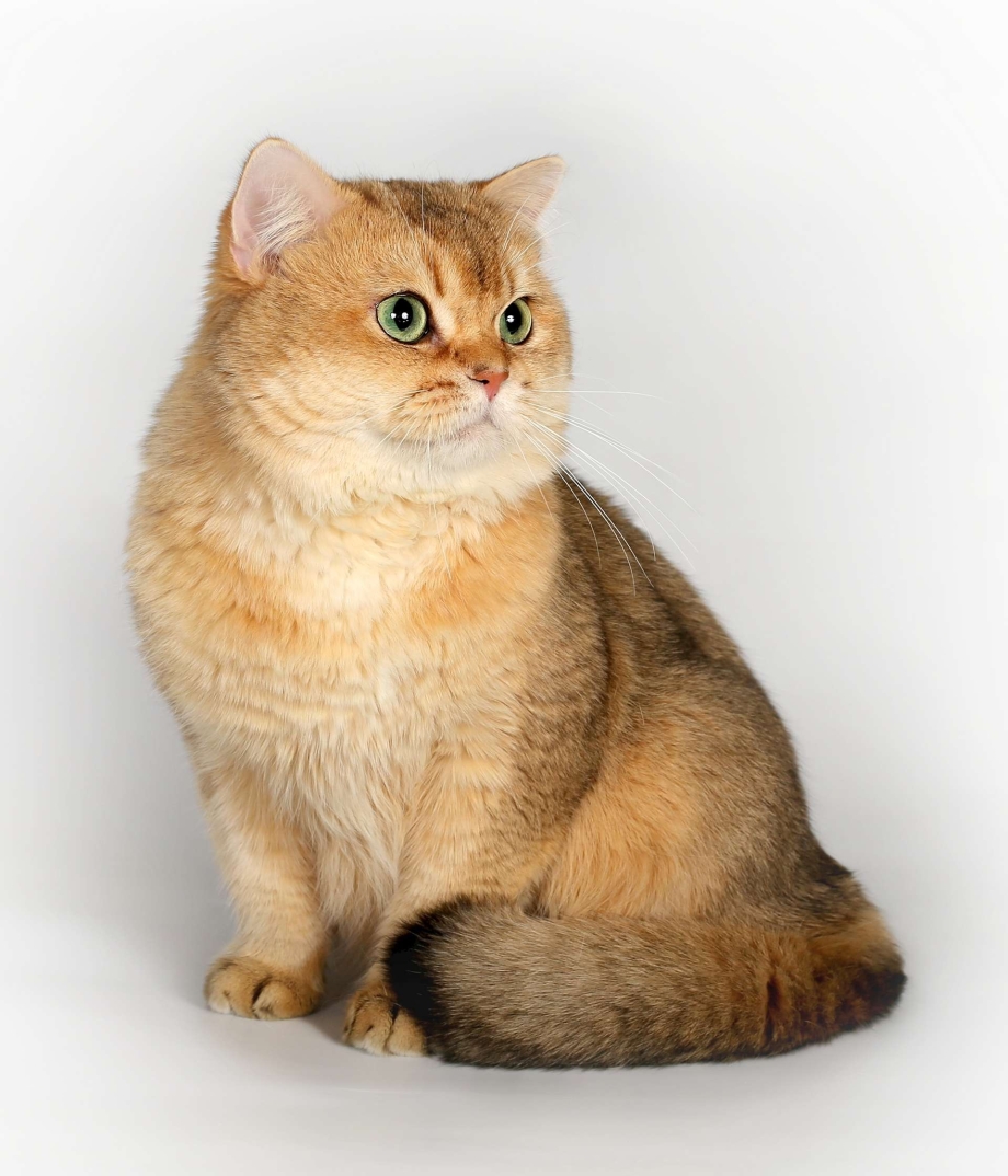 Шотландская короткошерстная Золотая шиншилла