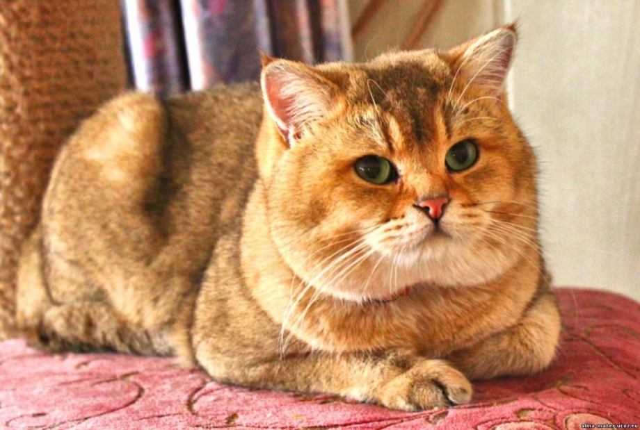 Британская короткошёрстная Золотая шиншилла