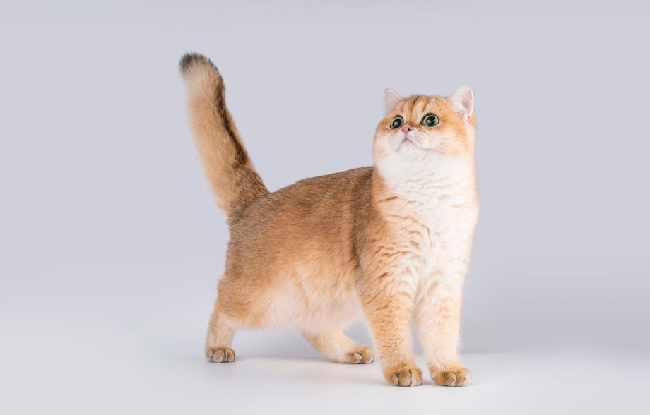 Шотландская кошка Золотая шиншилла