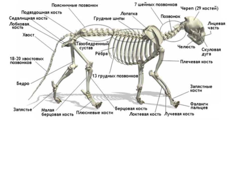 Грудная клетка кота