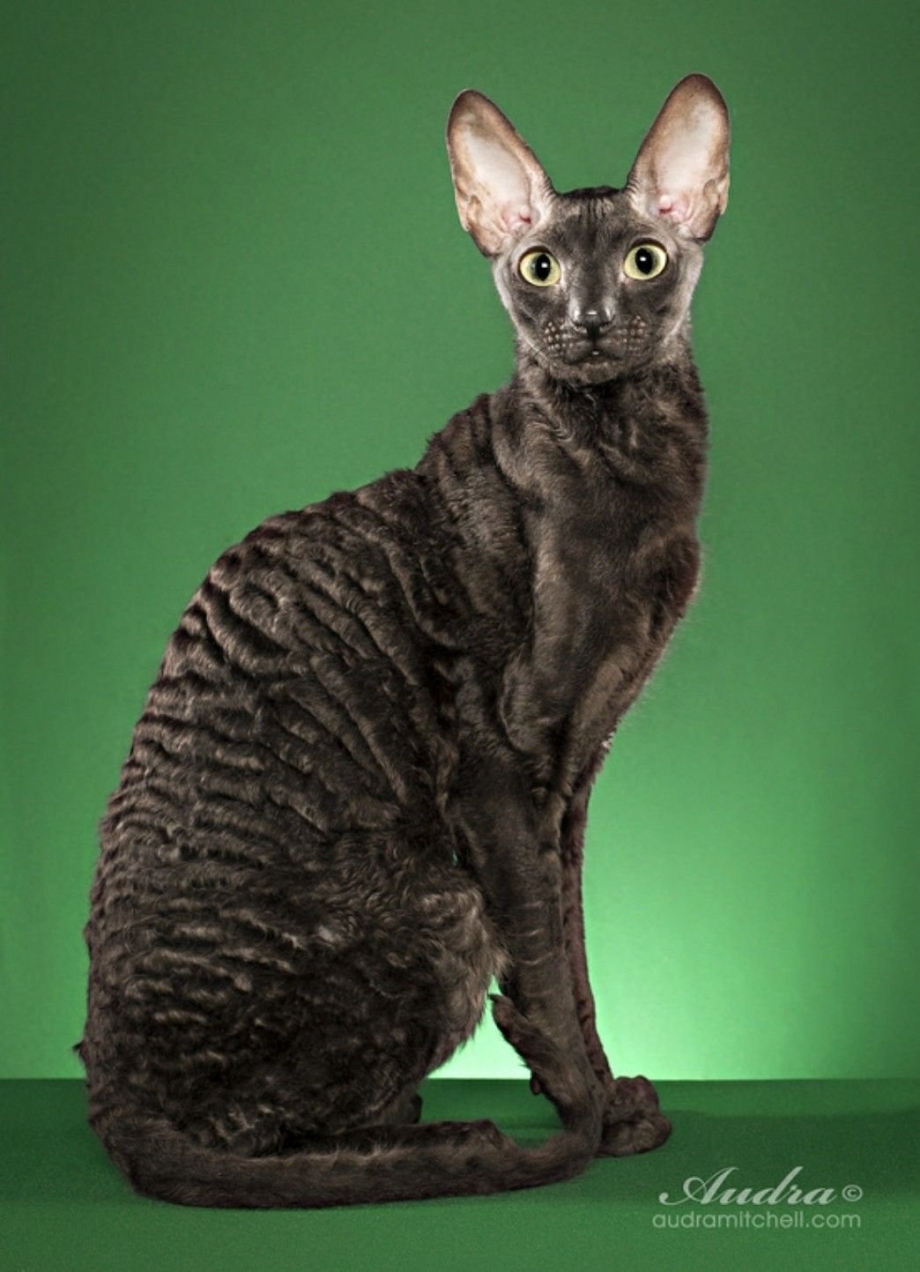 Корниш рекс