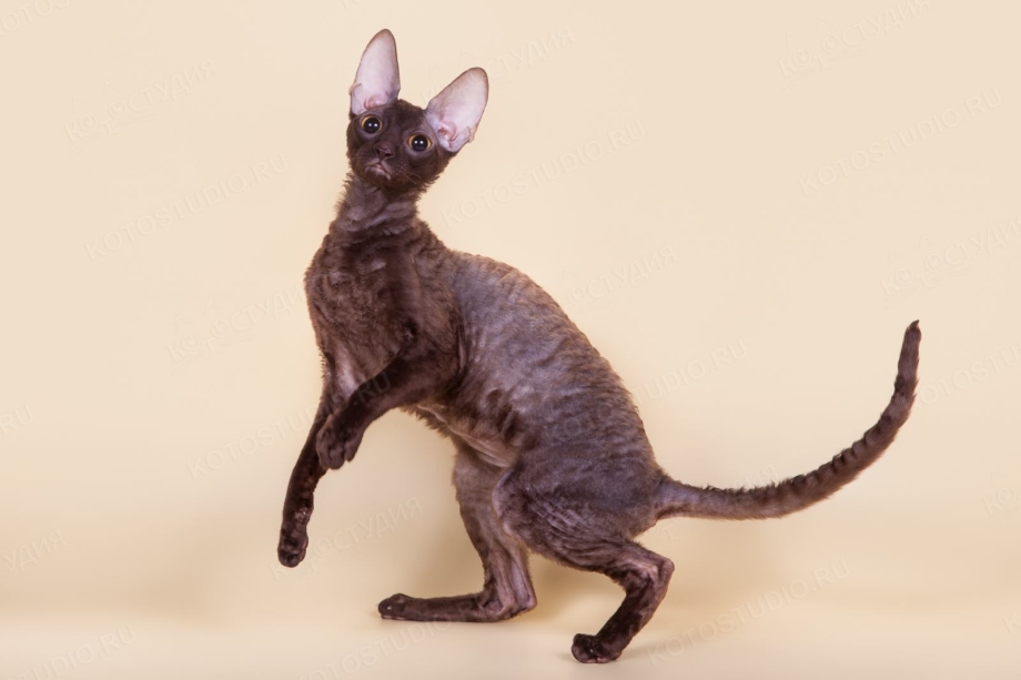 Корниш рекс американский сиамский